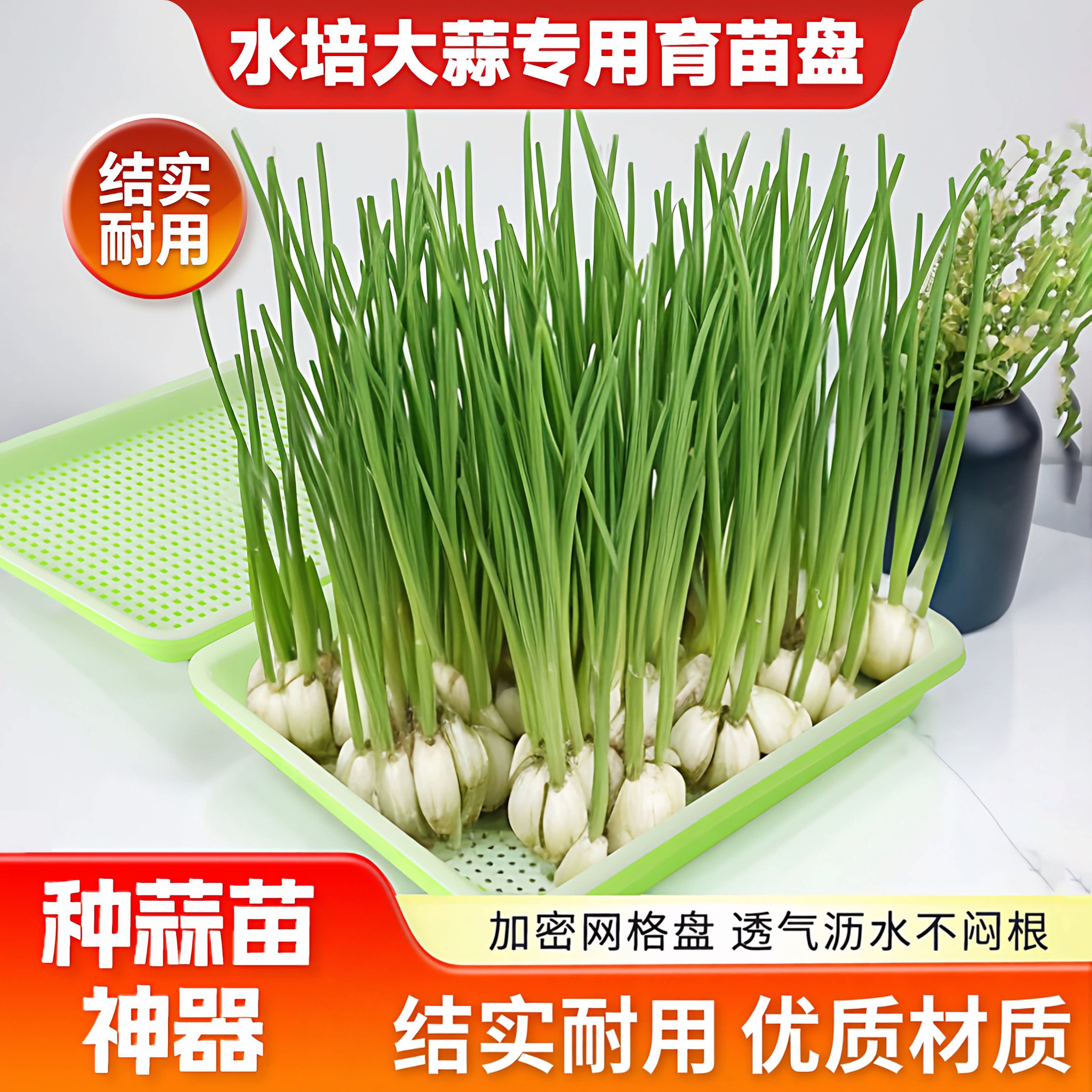 蒜苗盆栽大蒜种植盆种红葱头工具室内家庭阳台种菜盘栽种蒜黄水培