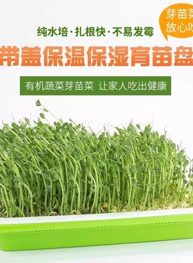 四季吃新鲜豆芽全自动豆芽发芽神器食品级大号水培育苗托盘专用盆