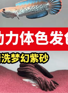 免洗雷龙造景沙青灰砂雨林梦幻紫砂化妆沙子铺底装饰鱼缸底部砂石