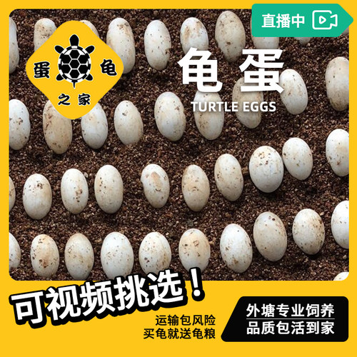 巨头杂食宠物果核虎纹乌龟蛋