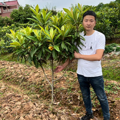 浙江正宗特大白沙枇杷果树苗