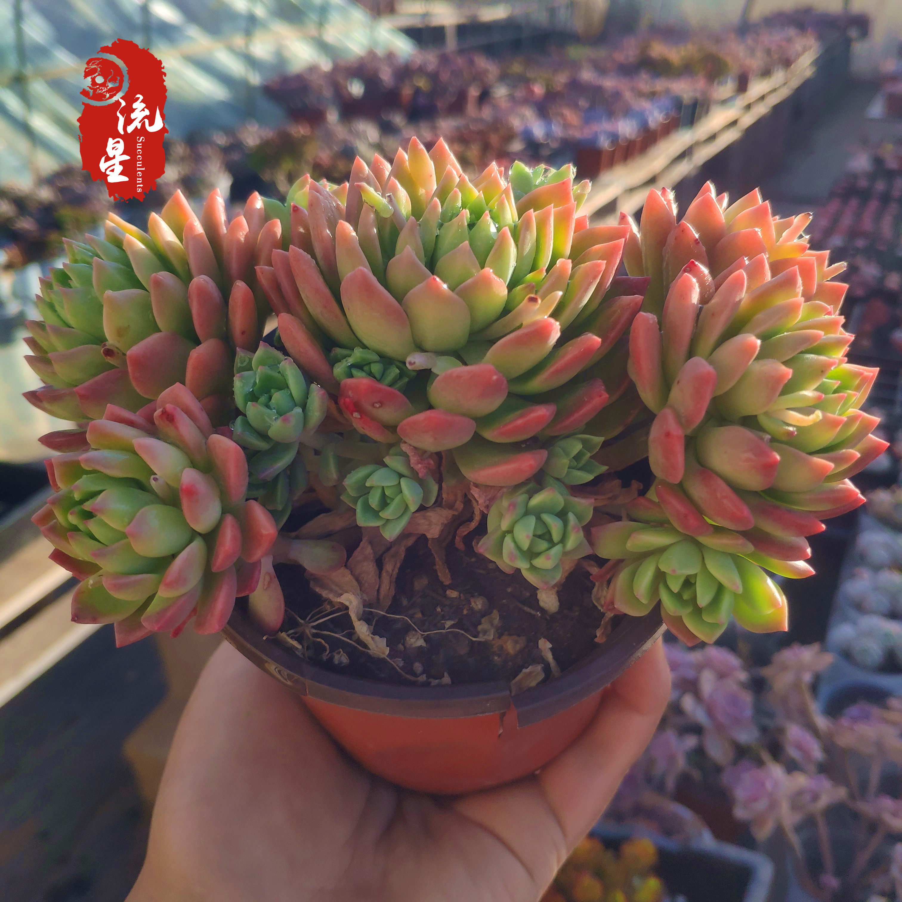 马库斯 多肉植物多头群生大颗组合盆栽室内花卉绿植稀有品种肉肉
