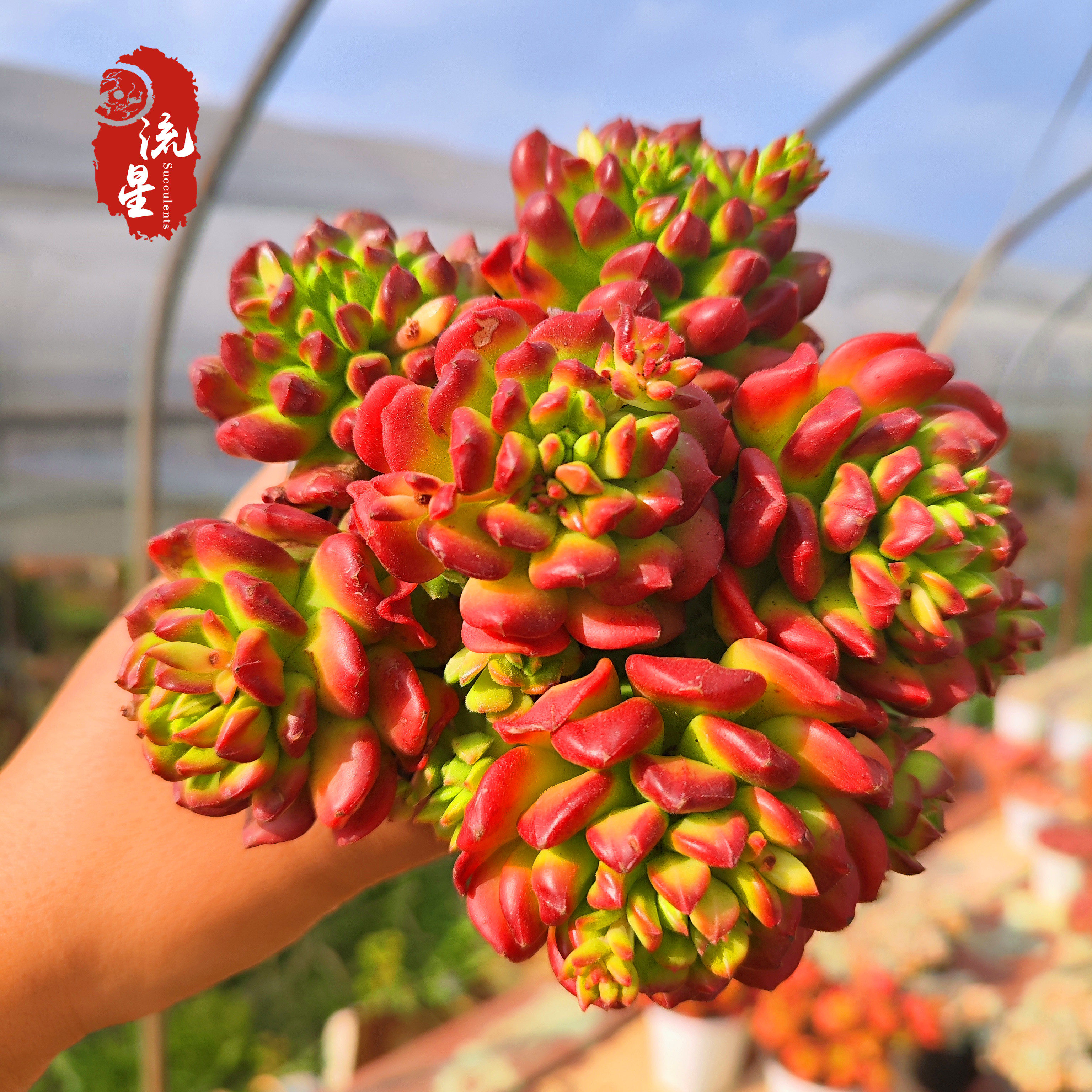 小灯笼 多肉植物精品杂交小老桩状态好花卉盆栽带盆带土发货包邮