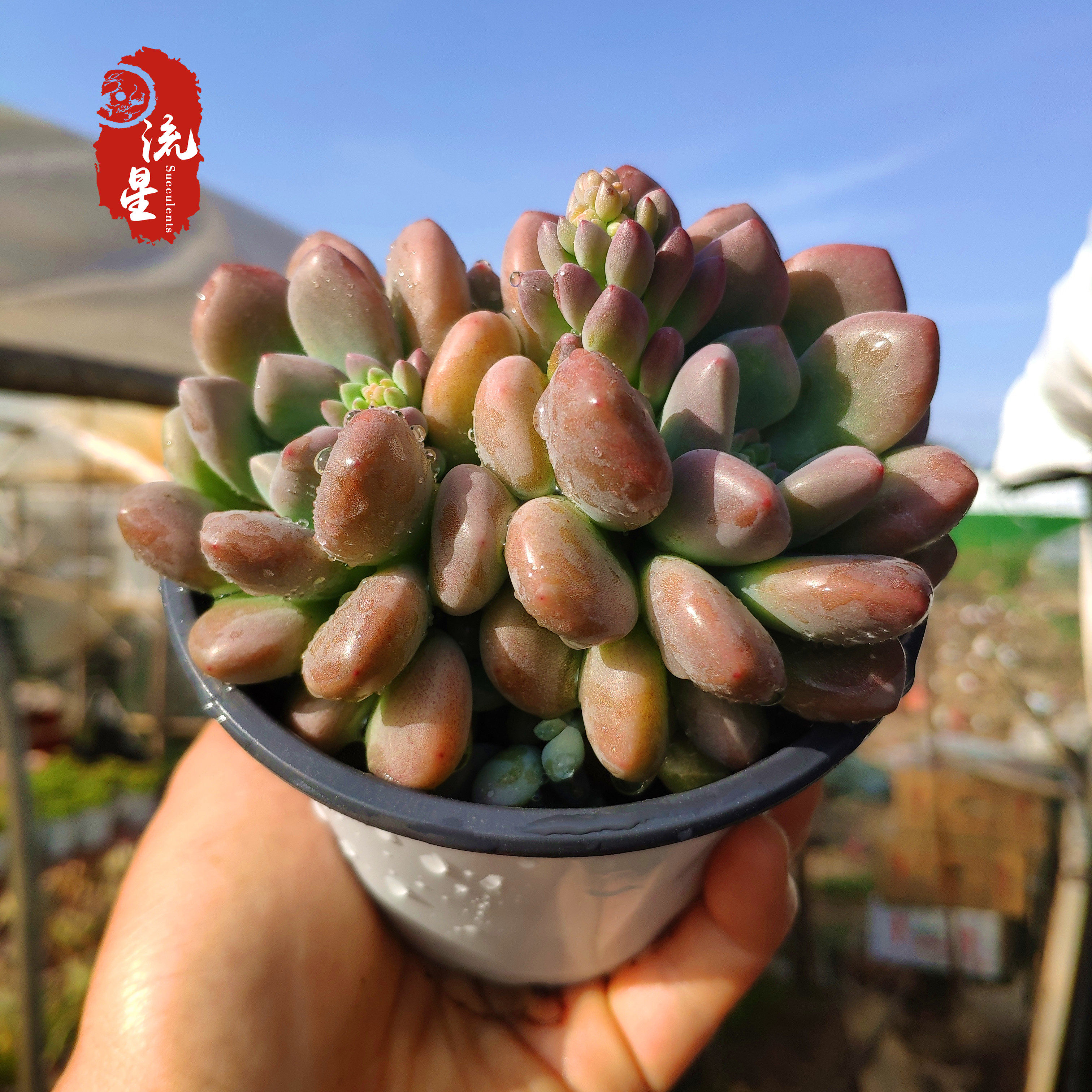 木糖醇 多肉植物贵货稀有品种室内精品贵货多肉状态超好盆栽花卉