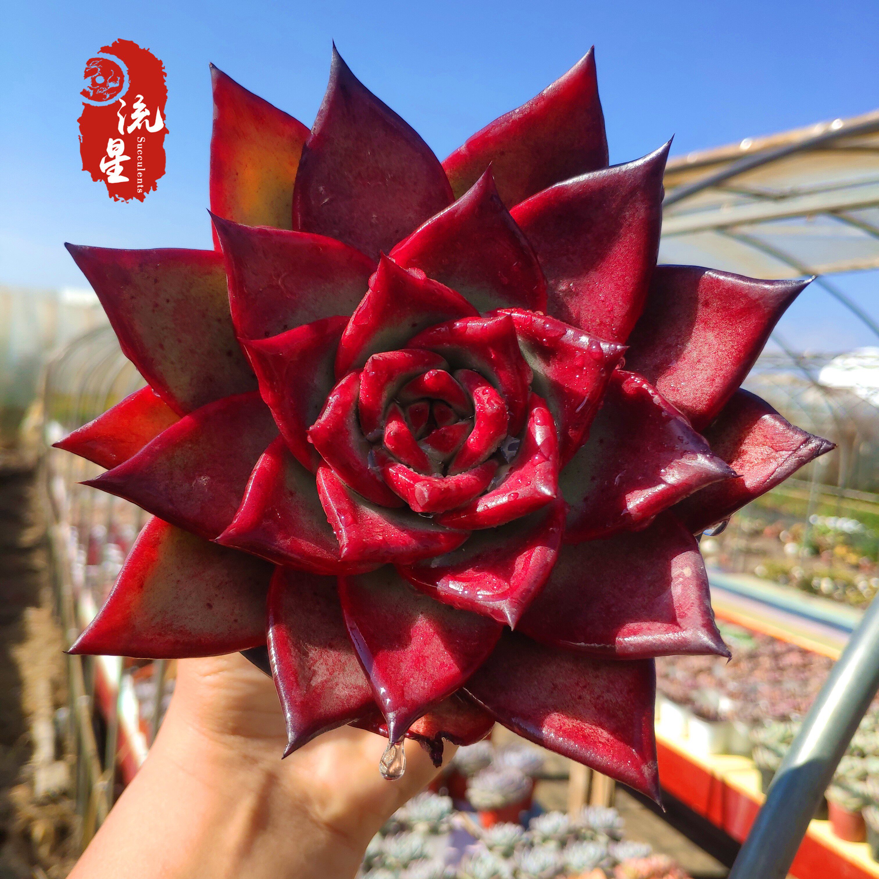 红檀 多肉植物韩国精品红色稀有品种室内阳台花绿植盆栽防辐射