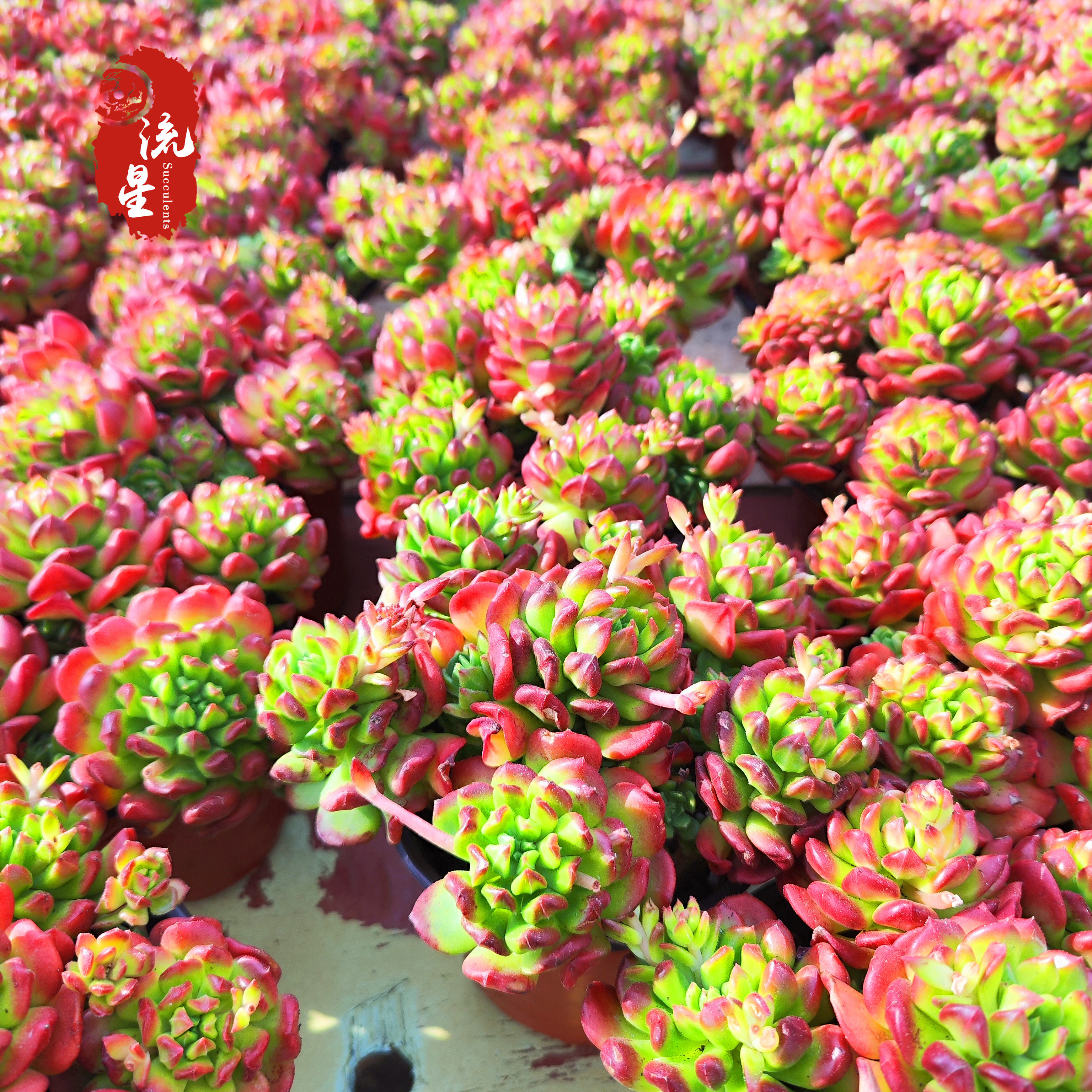 小灯笼 多肉植物精品杂交小老桩状态好花卉盆栽带盆带土发货包邮