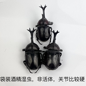 苹绿金龟子独角仙昆虫蝴蝶标本真虫动物自选虫教学拍照道具原虫