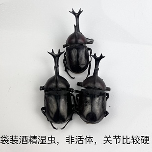 苹绿金龟子独角仙昆虫蝴蝶标本真虫动物自选虫教学拍照道具原虫