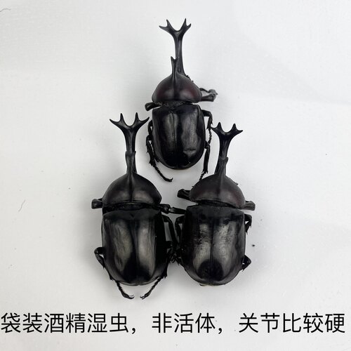 苹绿金龟子独角仙昆虫蝴蝶标本真虫动物自选虫教学拍照道具原虫