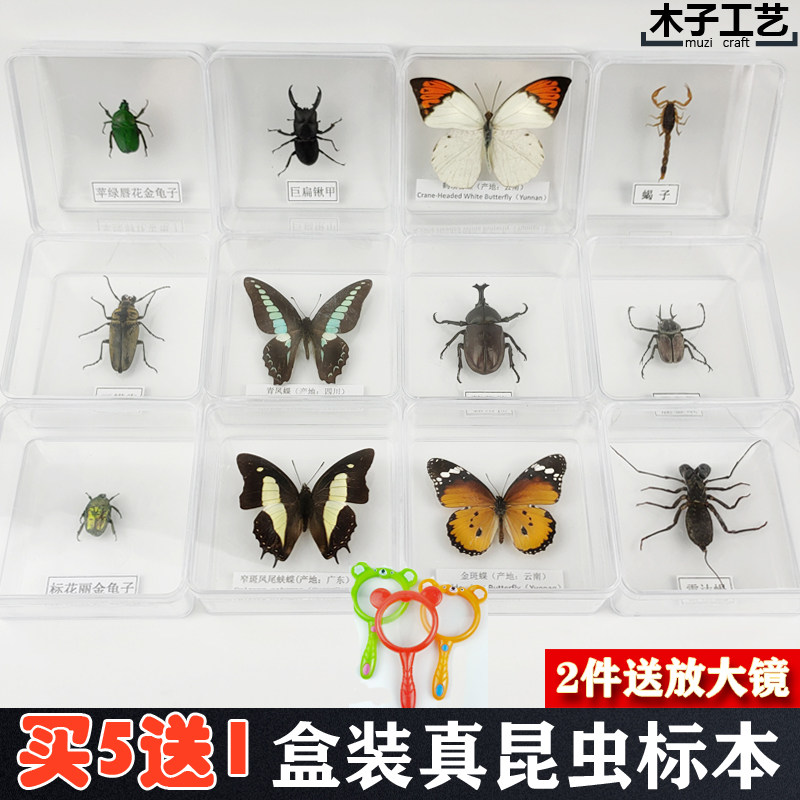 昆虫标本盒子 图片 价格 多少钱 什么值得买