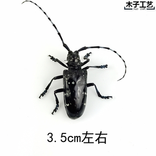 星天牛 昆虫蝴蝶标本真虫动物虫天牛教学拍照道具原虫 包邮