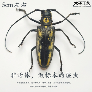 云斑白条天牛 昆虫蝴蝶标本真虫动物虫天牛教学拍照道具原虫 包邮
