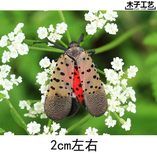 斑衣蜡蝉 昆虫蝴蝶标本真虫动物虫天牛教学拍照道具原虫 包邮