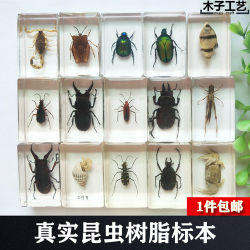 昆虫标本制作价格 昆虫标本制作图片 星期三