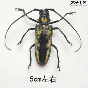 云斑天牛 昆虫蝴蝶标本真虫动物虫天牛教学拍照道具原虫 包邮