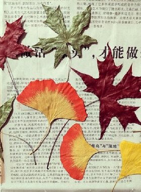 北京香山红枫叶标本干花diy手工