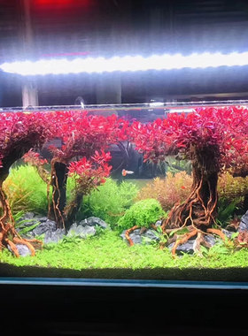 紫红玫瑰红色后景好活水草