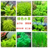 绿色水草阴性新手水下叶不用二氧化碳好养中后景造景净化水质增氧
