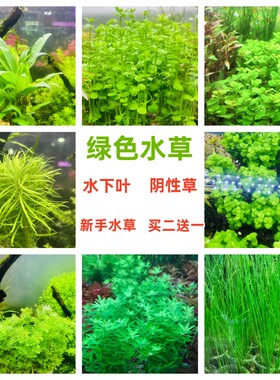 绿色水草阴性新手水下叶不用二氧化碳好养中后景造景净化水质增氧