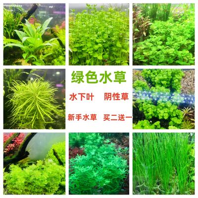 绿色水草阴性草鱼缸新手好养水草