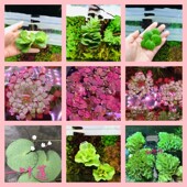 浮萍漂浮水草净化水质增氧改善环境一叶莲肚兜圆心萍牡丹萍槐叶萍