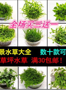 淡水鱼缸前景草坪水草矮珍珠牛毛