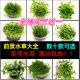 鱼缸淡水前景草坪水草挖耳迷你珍珠趴地牛毛天胡南美叉柱花小水兰