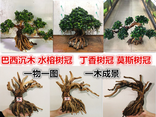 鱼缸装饰巴西木巴西沉木造景木莫斯树迎客松骨架胶水水榕树丁香树