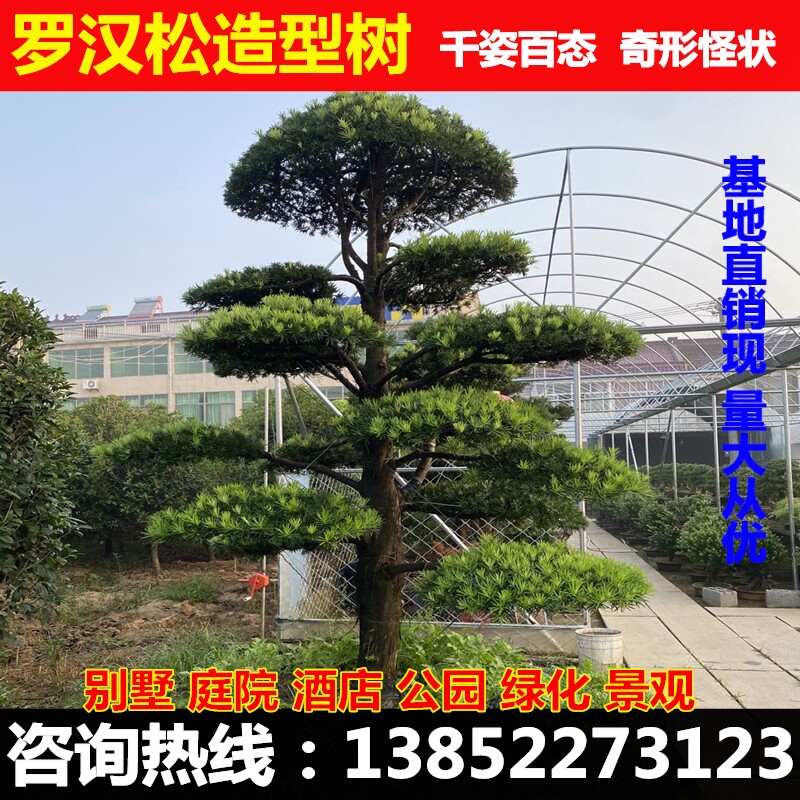 台湾庭院造型大树盆栽罗汉松树苗