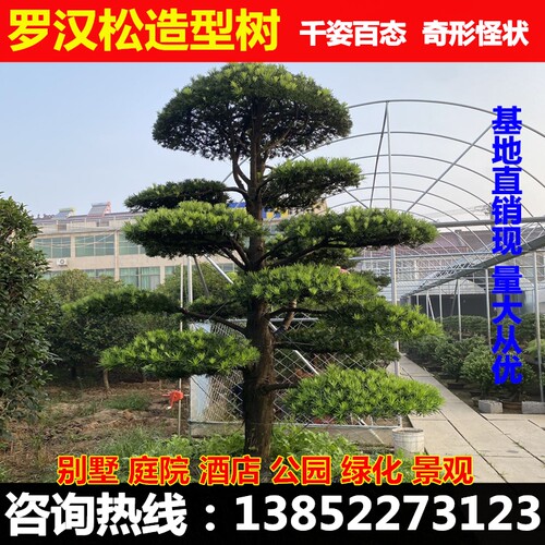 罗汉松树苗迎客松老树桩台湾米叶金钻别墅庭院造型大树盆栽盆景苗 - 封面