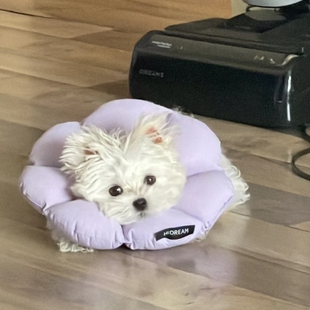 哈奇米伊丽莎白圈猫绝育项圈防舔英短猫咪脖圈颈圈头套狗宠物用品