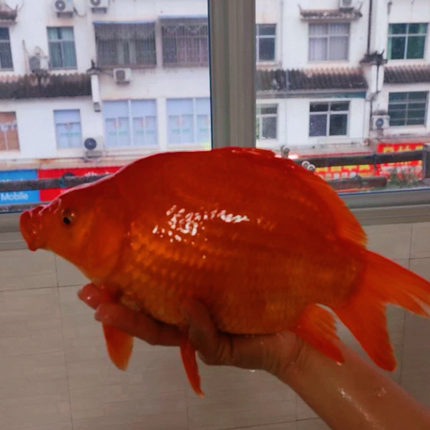 正宗婺源荷包红鲤鱼无污染淡水食用兼观赏鱼风水鱼招财鱼渔场直销