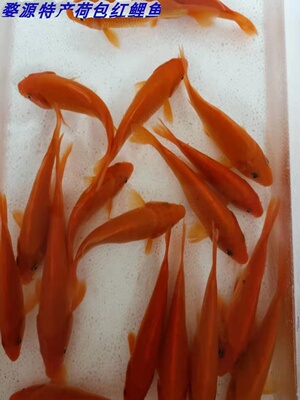 婺源荷包红鲤鱼食用观赏淡水