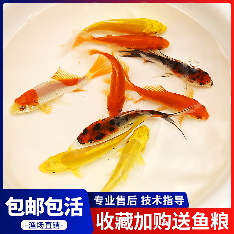 五花草金冷水鱼观赏鱼冷水鹦鹉鱼发财鱼红草金锦鲤鱼好养黑草金鱼