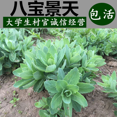 八宝景天华丽景天长药种苗多肉