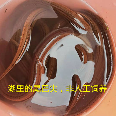 顺丰包邮小乔水产藕塘黄鳝2斤鲜活鳝鱼湖北特产洪湖农家土货包活