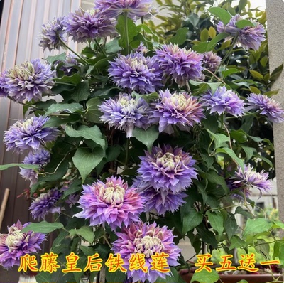 耐寒爬藤铁线莲带花苞盆栽