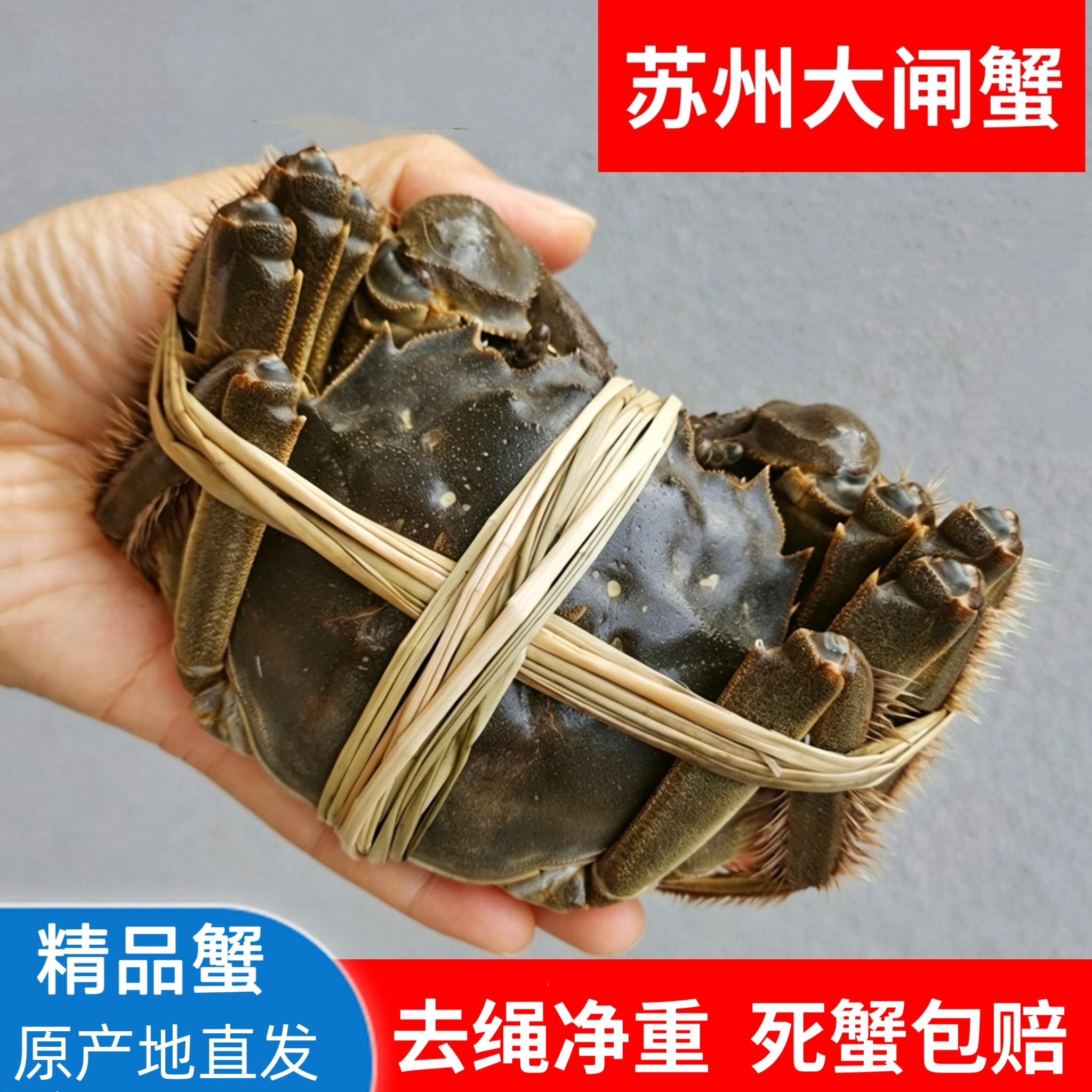 苏州鲜活大闸蟹母蟹3两公蟹4两礼盒装8只活蟹