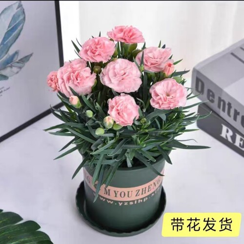 【带花苞】康乃馨盆栽重瓣带花室内室外阳台庭院花园好养四季开花