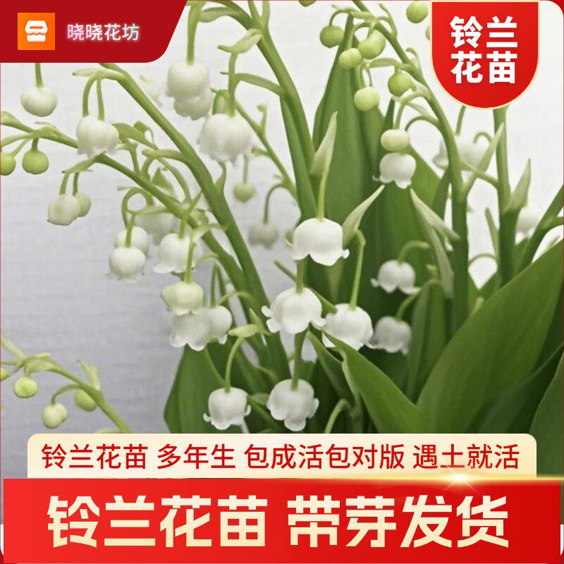 铃兰花苗风铃花根苗带芽铃当花盆栽多年生四季种植开花花苗