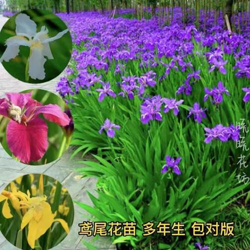 蓝花鸢尾黄菖蒲耐寒耐热花苗