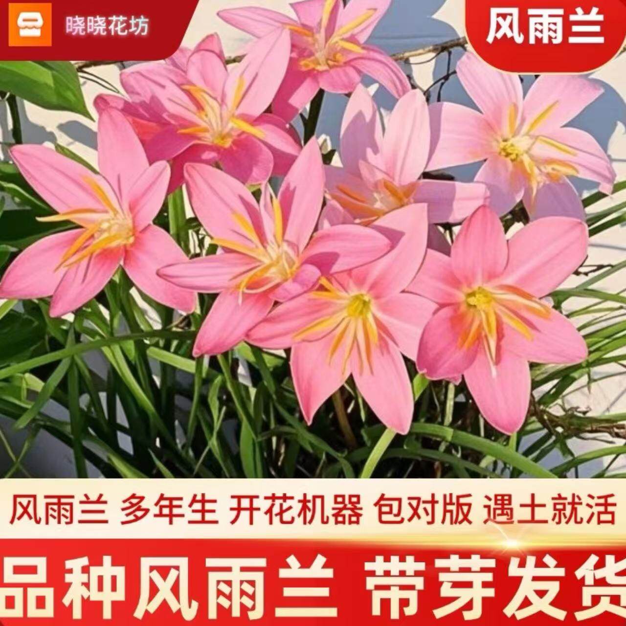 风雨兰种球网红胖丽丽室内阳台楼顶庭院易活好养耐热花卉四季开花