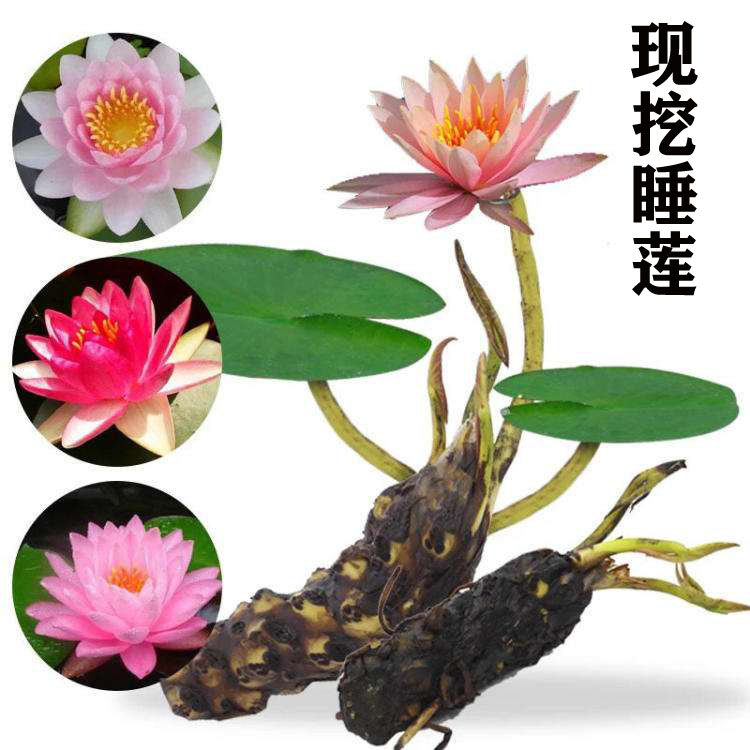 大睡莲根块根茎池塘水池水培植物四季水养花卉荷花带芽发货