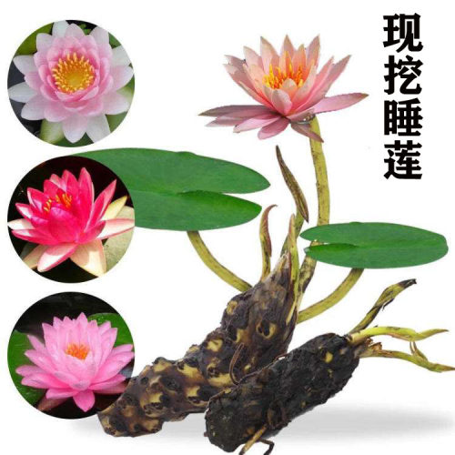 睡莲多年生耐热耐寒池塘水生多色