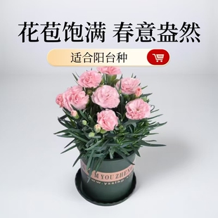 康乃馨盆栽带花苞原盆土四季开花好养活多年生室内室外阳台花卉苗