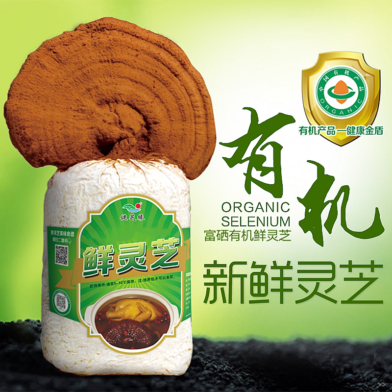 健芝缘灵芝新鲜灵芝活体灵芝