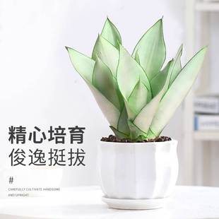 办公室植物白U好养耐旱吸甲醛室内 虎皮兰盆栽活净化空气玉植四季