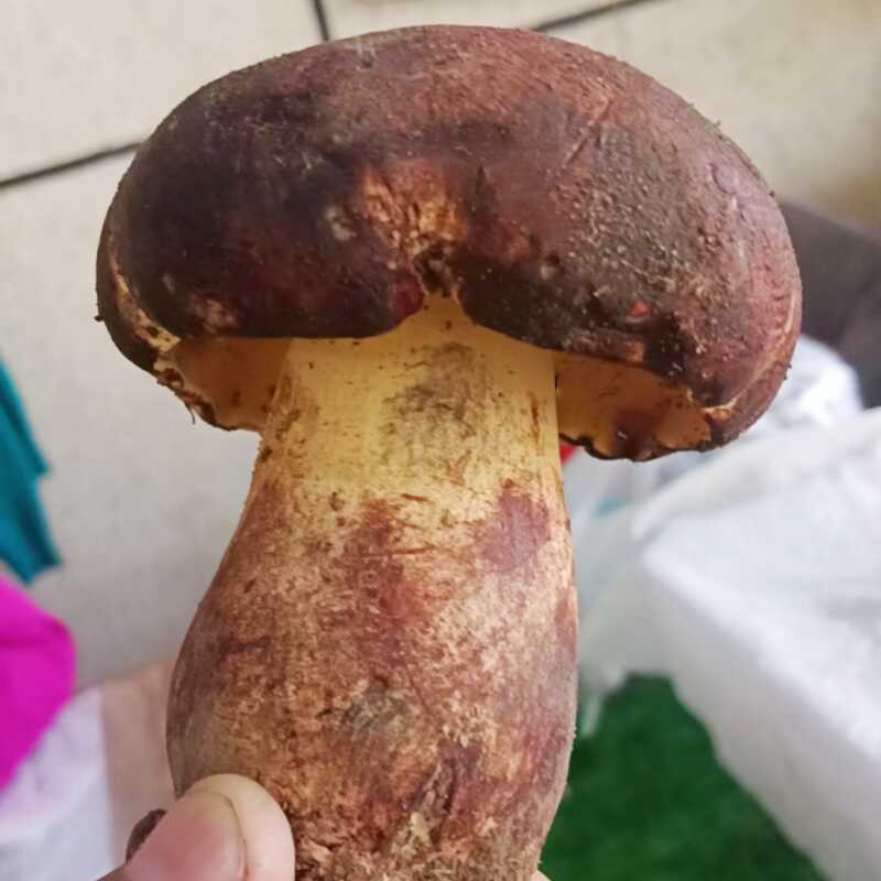 见手青当季现摘现发野生菌蘑菇