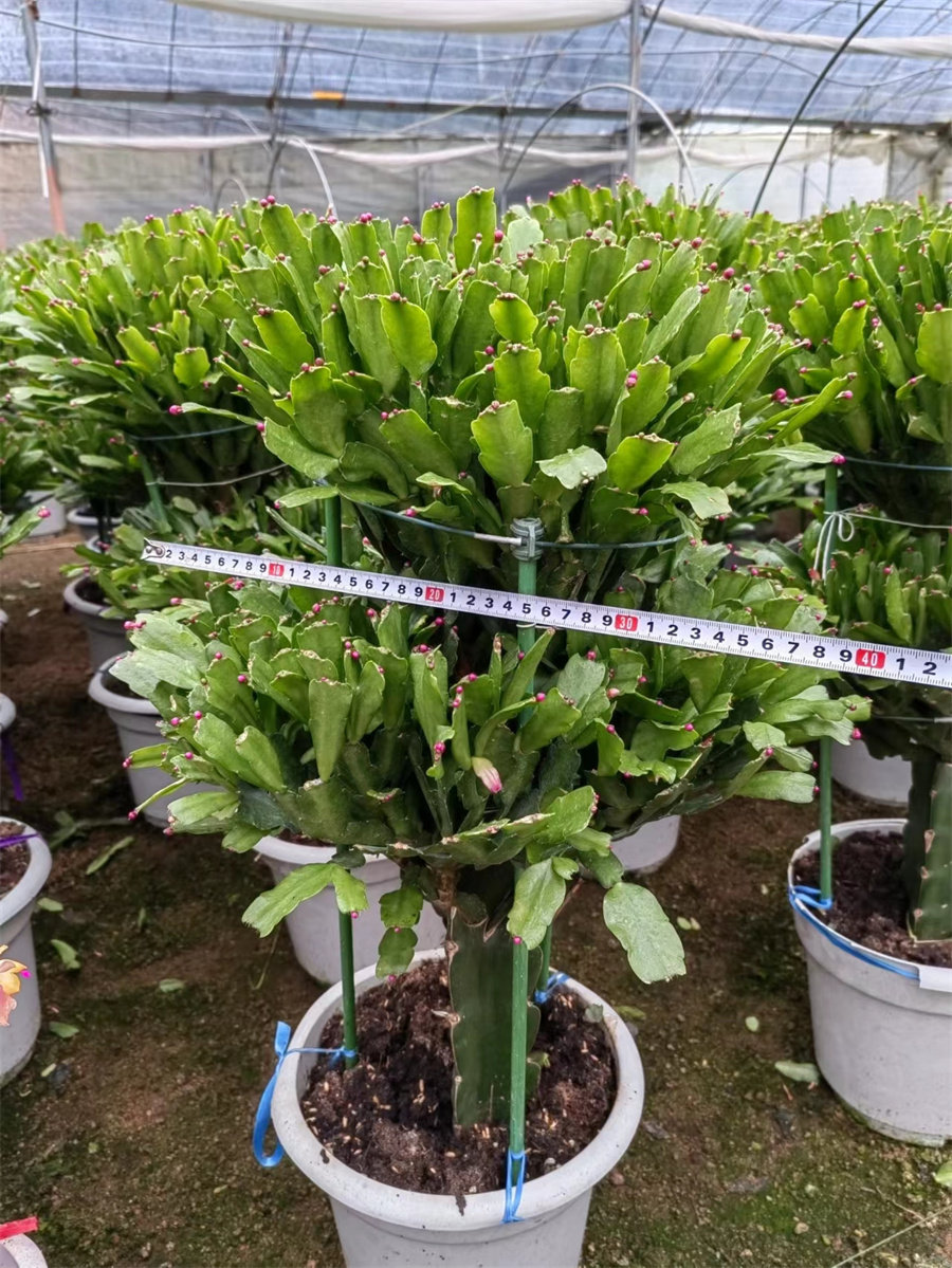 多层嫁接蟹爪兰多色原盆带土入秋带花苞