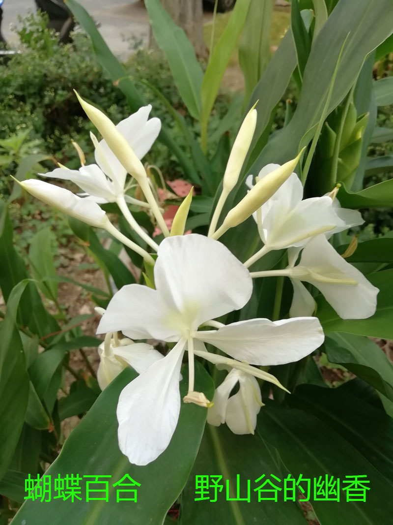 野姜花庭院绿植浓香型夏季开